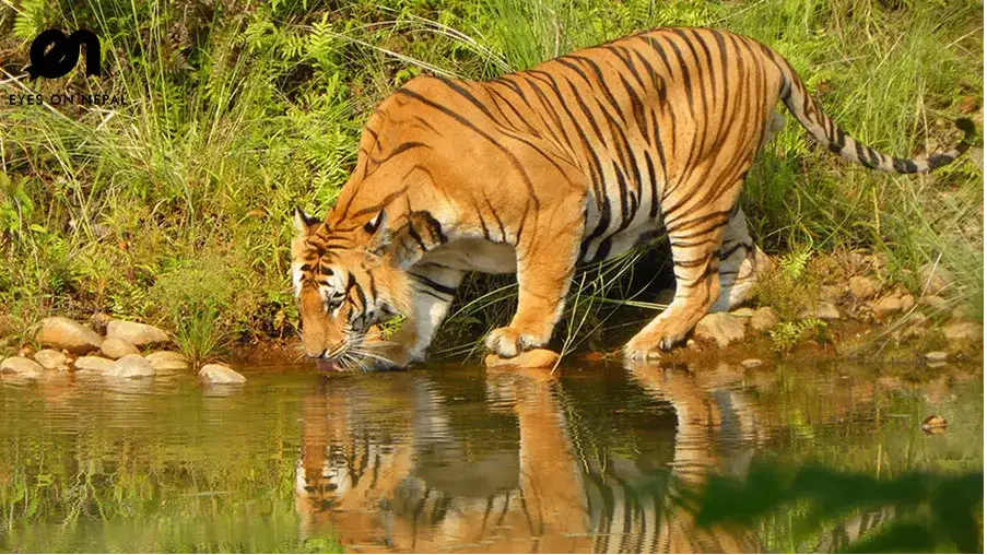 Bardiya National Park